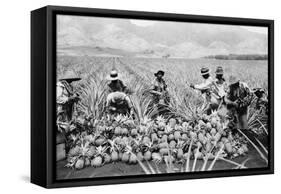 Agricultural Workers Harvesting Pineapples on a Plantation in Hawaii, Ca. 1920-null-Framed Stretched Canvas