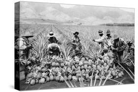 Agricultural Workers Harvesting Pineapples on a Plantation in Hawaii, Ca. 1920-null-Stretched Canvas