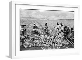 Agricultural Workers Harvesting Pineapples on a Plantation in Hawaii, Ca. 1920-null-Framed Photo