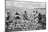 Agricultural Workers Harvesting Pineapples on a Plantation in Hawaii, Ca. 1920-null-Mounted Photo