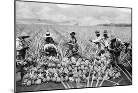 Agricultural Workers Harvesting Pineapples on a Plantation in Hawaii, Ca. 1920-null-Mounted Photo