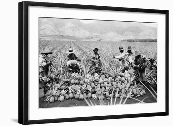 Agricultural Workers Harvesting Pineapples on a Plantation in Hawaii, Ca. 1920-null-Framed Photo