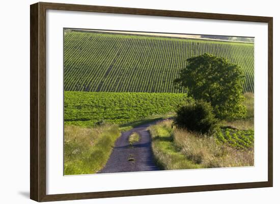 Agriculture and Farmland West of Angouleme in Southwestern France-David R. Frazier-Framed Photographic Print