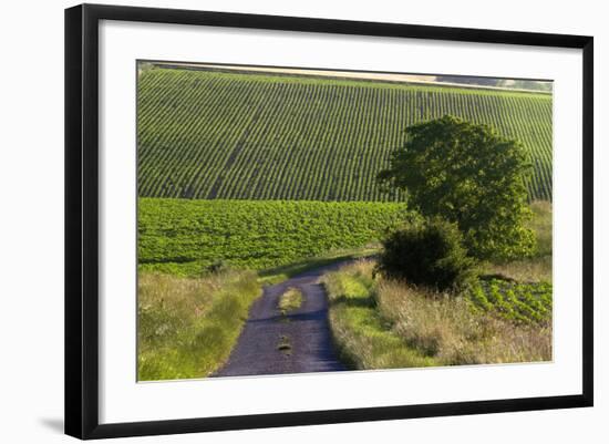 Agriculture and Farmland West of Angouleme in Southwestern France-David R. Frazier-Framed Photographic Print