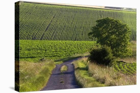 Agriculture and Farmland West of Angouleme in Southwestern France-David R. Frazier-Stretched Canvas