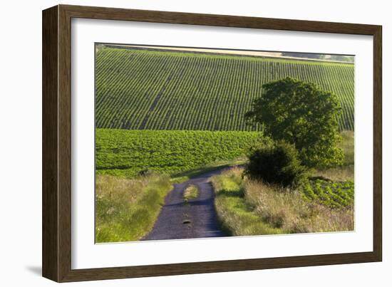 Agriculture and Farmland West of Angouleme in Southwestern France-David R. Frazier-Framed Photographic Print