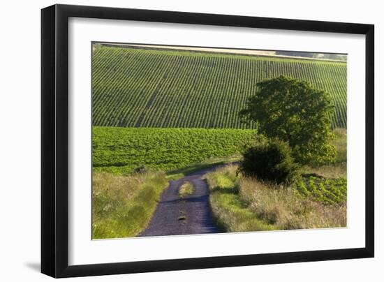 Agriculture and Farmland West of Angouleme in Southwestern France-David R. Frazier-Framed Photographic Print