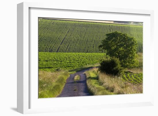 Agriculture and Farmland West of Angouleme in Southwestern France-David R. Frazier-Framed Photographic Print