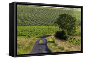 Agriculture and Farmland West of Angouleme in Southwestern France-David R. Frazier-Framed Stretched Canvas