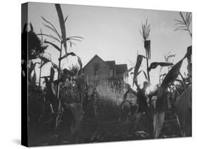 Agriculture Fams in Nebraska-null-Stretched Canvas