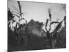 Agriculture Fams in Nebraska-null-Mounted Photographic Print