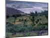 Agriculture Fields, Indus Valley, Pakistan-Gavriel Jecan-Mounted Photographic Print