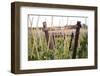 Agriculture in Zeeland, the Netherlands-Seepia Fotografie-Framed Photographic Print