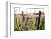 Agriculture in Zeeland, the Netherlands-Seepia Fotografie-Framed Photographic Print