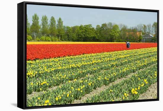 Agriculture Landscape with Red Tulips in the Fields-Ivonnewierink-Framed Stretched Canvas