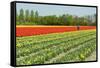 Agriculture Landscape with Red Tulips in the Fields-Ivonnewierink-Framed Stretched Canvas