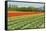 Agriculture Landscape with Red Tulips in the Fields-Ivonnewierink-Framed Stretched Canvas