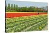 Agriculture Landscape with Red Tulips in the Fields-Ivonnewierink-Stretched Canvas