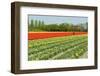 Agriculture Landscape with Red Tulips in the Fields-Ivonnewierink-Framed Photographic Print