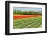 Agriculture Landscape with Red Tulips in the Fields-Ivonnewierink-Framed Photographic Print