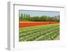 Agriculture Landscape with Red Tulips in the Fields-Ivonnewierink-Framed Photographic Print