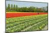 Agriculture Landscape with Red Tulips in the Fields-Ivonnewierink-Mounted Photographic Print