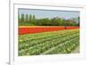 Agriculture Landscape with Red Tulips in the Fields-Ivonnewierink-Framed Photographic Print