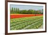 Agriculture Landscape with Red Tulips in the Fields-Ivonnewierink-Framed Photographic Print