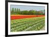 Agriculture Landscape with Red Tulips in the Fields-Ivonnewierink-Framed Photographic Print