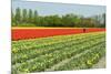 Agriculture Landscape with Red Tulips in the Fields-Ivonnewierink-Mounted Photographic Print