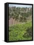 Agriculture near Pedra Badejo. Santiago Island, Cape Verde.-Martin Zwick-Framed Stretched Canvas