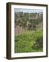 Agriculture near Pedra Badejo. Santiago Island, Cape Verde.-Martin Zwick-Framed Photographic Print