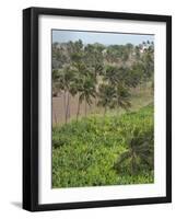 Agriculture near Pedra Badejo. Santiago Island, Cape Verde.-Martin Zwick-Framed Photographic Print