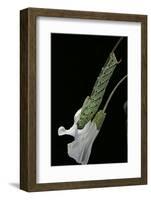 Agrius Convolvuli (Convolvulus Hawk-Moth) - Caterpillar Feeding on Bindweed Flower-Paul Starosta-Framed Photographic Print