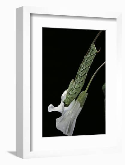 Agrius Convolvuli (Convolvulus Hawk-Moth) - Caterpillar Feeding on Bindweed Flower-Paul Starosta-Framed Photographic Print