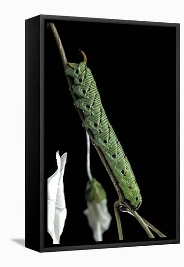 Agrius Convolvuli (Convolvulus Hawk-Moth) - Caterpillar-Paul Starosta-Framed Stretched Canvas