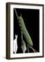 Agrius Convolvuli (Convolvulus Hawk-Moth) - Caterpillar-Paul Starosta-Framed Photographic Print