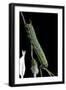 Agrius Convolvuli (Convolvulus Hawk-Moth) - Caterpillar-Paul Starosta-Framed Photographic Print