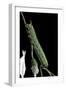 Agrius Convolvuli (Convolvulus Hawk-Moth) - Caterpillar-Paul Starosta-Framed Photographic Print
