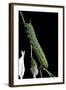 Agrius Convolvuli (Convolvulus Hawk-Moth) - Caterpillar-Paul Starosta-Framed Photographic Print