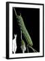 Agrius Convolvuli (Convolvulus Hawk-Moth) - Caterpillar-Paul Starosta-Framed Photographic Print