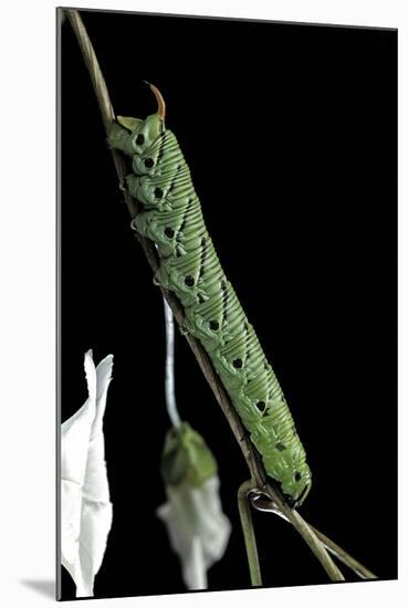 Agrius Convolvuli (Convolvulus Hawk-Moth) - Caterpillar-Paul Starosta-Mounted Photographic Print