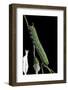 Agrius Convolvuli (Convolvulus Hawk-Moth) - Caterpillar-Paul Starosta-Framed Photographic Print