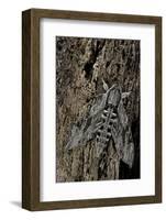 Agrius Convolvuli (Convolvulus Hawk-Moth)-Paul Starosta-Framed Photographic Print