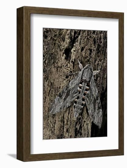 Agrius Convolvuli (Convolvulus Hawk-Moth)-Paul Starosta-Framed Photographic Print