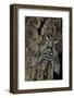 Agrius Convolvuli (Convolvulus Hawk-Moth)-Paul Starosta-Framed Photographic Print