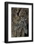 Agrius Convolvuli (Convolvulus Hawk-Moth)-Paul Starosta-Framed Photographic Print