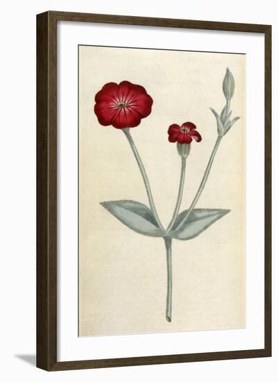 Agrostemma Coronaria-William Curtis-Framed Art Print