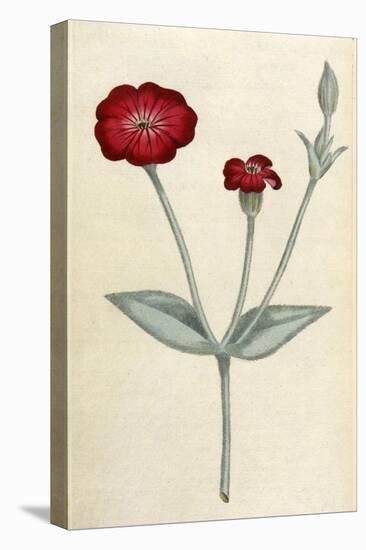 Agrostemma Coronaria-William Curtis-Stretched Canvas