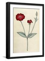 Agrostemma Coronaria-William Curtis-Framed Art Print